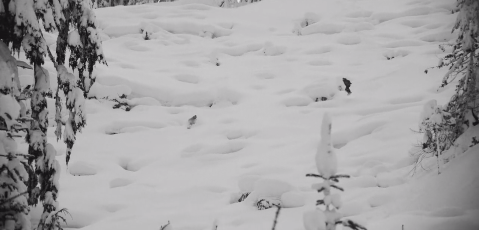 POWDERHOUNDS